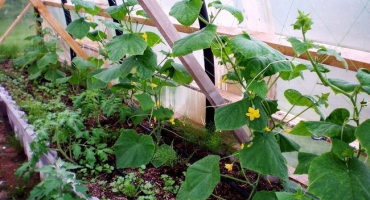 Jak můžete ukrýt okurky před chladem na otevřeném poli, jak je krmit a pomáhat jim